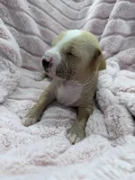 processed/e4ee0077-1fbe-4fc5-abe7-48d3d61b95cc/listing/3c98044a-e56b-489d-a670-689321bcadbd/229e05fd-bc2e-4c25-b080-9299f1d3e3c4