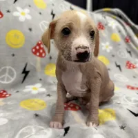 Carlisle, a male Chinese Crested and Italian Greyhound for sale in San Diego, CA – Photo 1 of 10
