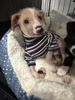 Carlisle, a male Chinese Crested and Italian Greyhound for sale in San Diego, CA – Photo 9 of 10