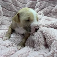 Carlisle, a male Chinese Crested and Italian Greyhound for sale in San Diego, CA – Photo 5 of 10