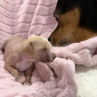 Carlisle, a male Chinese Crested and Italian Greyhound for sale in San Diego, CA – Photo 6 of 10