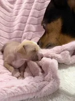 processed/e4ee0077-1fbe-4fc5-abe7-48d3d61b95cc/listing/3c98044a-e56b-489d-a670-689321bcadbd/98fe3103-a7f8-4e5b-b2ed-03e732574bde