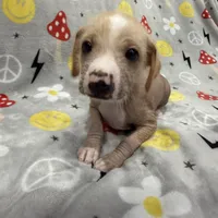 Carlisle, a male Chinese Crested and Italian Greyhound for sale in San Diego, CA – Photo 2 of 10