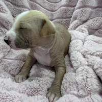 Carlisle, a male Chinese Crested and Italian Greyhound for sale in San Diego, CA – Photo 7 of 10