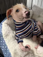 Carlisle, a male Chinese Crested and Italian Greyhound for sale in San Diego, CA – Photo 10 of 10