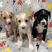 Aro, a male Chinese Crested and Italian Greyhound for sale in St. Clair Shores, MI – Photo 4 of 8