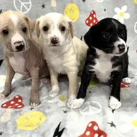 Aro, a male Chinese Crested and Italian Greyhound for sale in St. Clair Shores, MI – Photo 2 of 8