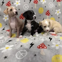 Aro, a male Chinese Crested and Italian Greyhound for sale in St. Clair Shores, MI – Photo 3 of 8