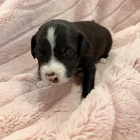 Aro, a male Chinese Crested and Italian Greyhound for sale in St. Clair Shores, MI – Photo 8 of 8