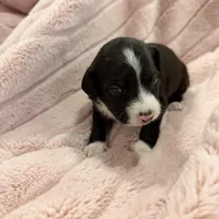 Aro, a male Chinese Crested and Italian Greyhound for sale in St. Clair Shores, MI – Photo 6 of 8