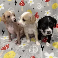 Aro, a male Chinese Crested and Italian Greyhound for sale in St. Clair Shores, MI – Photo 5 of 8