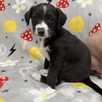 Aro, a male Chinese Crested and Italian Greyhound for sale in St. Clair Shores, MI – Photo 1 of 8