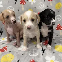 Peaches, a male Chinese Crested and Italian Greyhound for sale in San Diego, CA – Photo 4 of 9