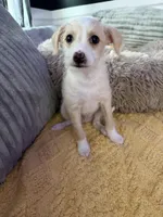 Peaches, a male Chinese Crested and Italian Greyhound for sale in San Diego, CA – Photo 8 of 9