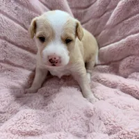 Peaches, a male Chinese Crested and Italian Greyhound for sale in San Diego, CA – Photo 3 of 9