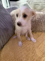 Peaches, a male Chinese Crested and Italian Greyhound for sale in San Diego, CA – Photo 7 of 9