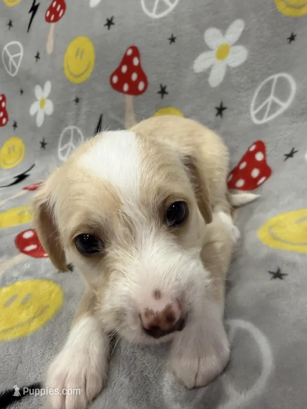 Peaches – Chinese Crested, Italian Greyhound puppy for sale in San Diego, CA