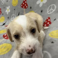 Peaches, a male Chinese Crested and Italian Greyhound for sale in San Diego, CA – Photo 1 of 9