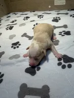 processed/e4ee0077-1fbe-4fc5-abe7-48d3d61b95cc/listing/90010d21-6875-4033-8334-362fc84ace78/ad8eb060-b6f4-4087-a38a-bad1744dbbe9