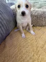 Peaches, a male Chinese Crested and Italian Greyhound for sale in San Diego, CA – Photo 9 of 9