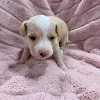 Peaches, a male Chinese Crested and Italian Greyhound for sale in San Diego, CA – Photo 5 of 9