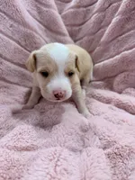 processed/e4ee0077-1fbe-4fc5-abe7-48d3d61b95cc/listing/90010d21-6875-4033-8334-362fc84ace78/cea1f54f-bdef-467e-a0f8-5a2ca314d1c0