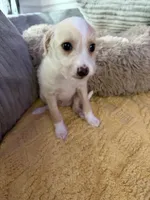 Peaches, a male Chinese Crested and Italian Greyhound for sale in San Diego, CA – Photo 6 of 9