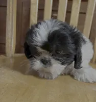 Stripes, a female Shih Tzu for sale in Florence, SC – Photo 2 of 2