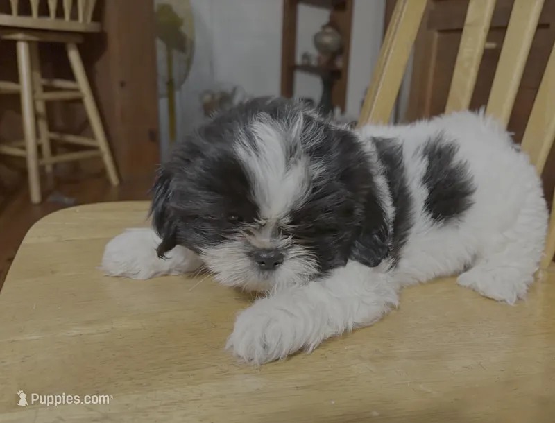 Spotty – Shih Tzu puppy for sale in Florence, SC