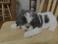 Spotty, a female Shih Tzu for sale in Florence, SC – Photo 1 of 2