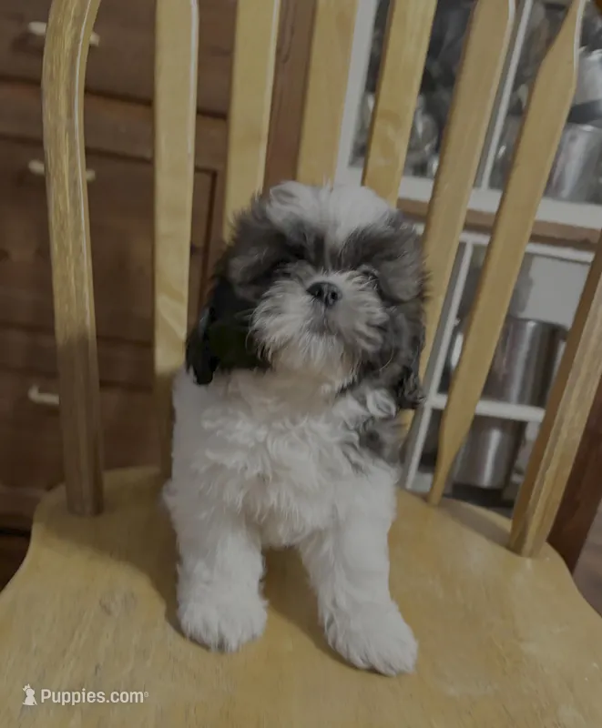 Rosey – Shih Tzu puppy for sale in Florence, SC