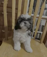 Rosey, a female Shih Tzu for sale in Florence, SC – Photo 1 of 2