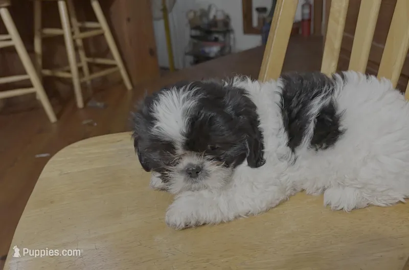 Stripes – Shih Tzu puppy for sale in Florence, SC