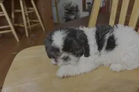 Stripes, a female Shih Tzu for sale in Florence, SC – Photo 1 of 2