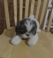Spotty, a female Shih Tzu for sale in Florence, SC – Photo 2 of 2