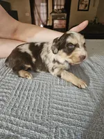 Cersei , a female Miniature Aussiedoodle for sale in Green Sea, SC – Photo 2 of 2