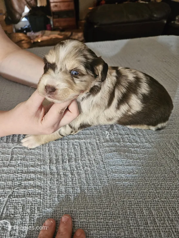 Cersei  – Miniature Aussiedoodle puppy for sale in Green Sea, SC
