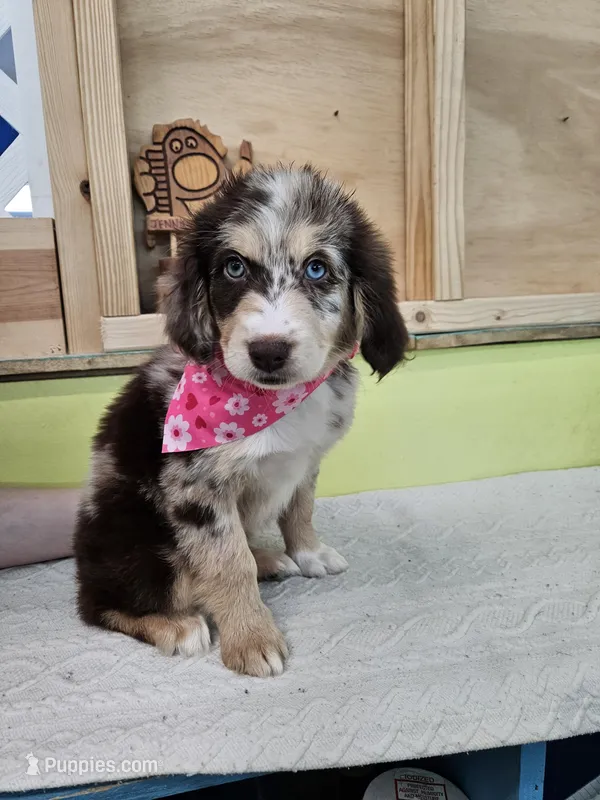 Cersei  – Miniature Aussiedoodle puppy for sale in Green Sea, SC