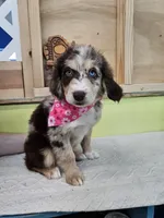 Cersei , a female Miniature Aussiedoodle for sale in Green Sea, SC – Photo 4 of 4