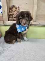 Bilbo, a male Miniature Aussiedoodle for sale in Green Sea, SC – Photo 1 of 3