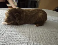 Bilbo, a male Miniature Aussiedoodle for sale in Green Sea, SC – Photo 1 of 2