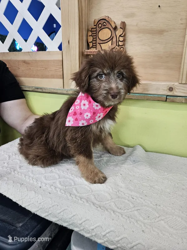 Egret  – Miniature Aussiedoodle puppy for sale in Green Sea, SC