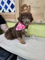 Egret , a female Miniature Aussiedoodle for sale in Green Sea, SC – Photo 1 of 3