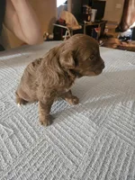 Egret , a female Miniature Aussiedoodle for sale in Green Sea, SC – Photo 2 of 2