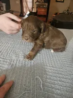 Egret , a female Miniature Aussiedoodle for sale in Green Sea, SC – Photo 1 of 2
