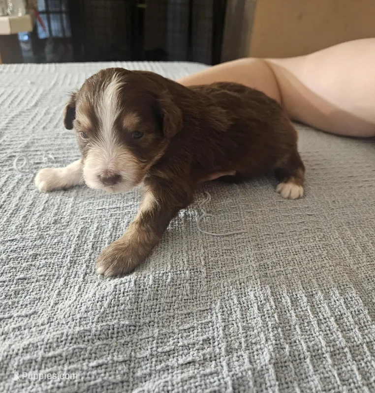 Tyrion – Miniature Aussiedoodle puppy for sale in Green Sea, SC