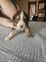 Tyrion, a male Miniature Aussiedoodle for sale in Green Sea, SC – Photo 2 of 2