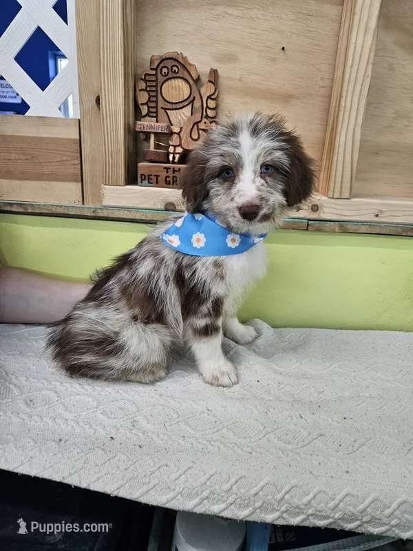 Ramsey – Miniature Aussiedoodle puppy for sale in Green Sea, SC