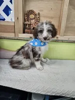 Ramsey, a male Miniature Aussiedoodle for sale in Green Sea, SC – Photo 1 of 4