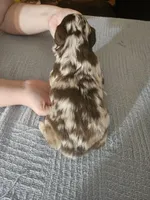 Ramsey, a male Miniature Aussiedoodle for sale in Green Sea, SC – Photo 2 of 2